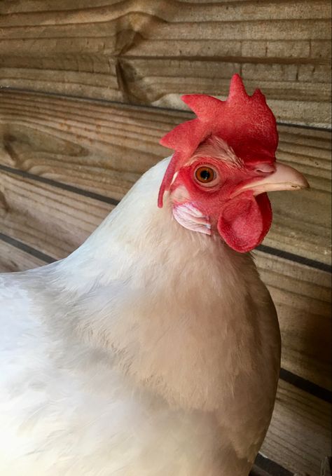 Leghorn Chicken, White Leghorn Hen, Crested Cream Legbar Chickens, Brown Chicken Animal, Leghorn Chickens, Golden Laced Wyandotte Hen, Chicken Tractors, Chicken Diy, Pet Chickens