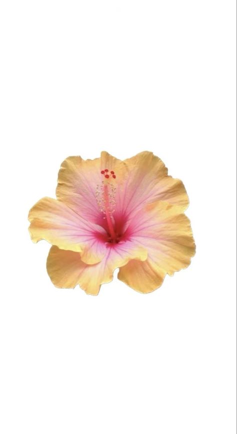 Hibiscus Flower Matching Wallpaper, Hibiscus Flower Nails Yellow And Pink, Matching Flower Wallpaper, Hibiscus Flower Wallpaper Aesthetic, Hibiscus Flower Wallpaper, Hibiscus Image, Hibiscus Wallpaper, Flowers Letters, Wallpaper Horizontal