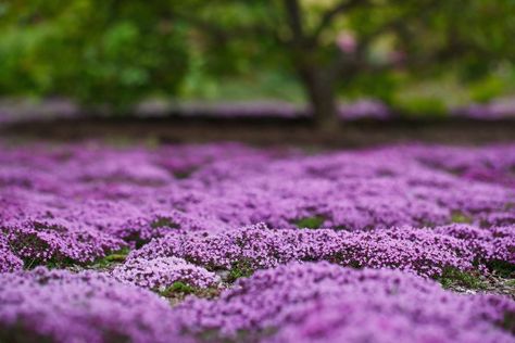 Description: Thymus serpyllum 'Elfin', commonly known as Dwarf Creeping Thyme, is a spectacular ornamental herb with purple blooms and tiny evergreen leaves. This vigorous, mat-forming thyme is an excellent choice for groundcover, rock gardens, borders, pathways, and containers. In summer, it produces clusters of small, purple flowers, attracting bees, butterflies, and other pollinators to the garden. This thyme is drought-tolerant, deer-resistant, and highly versatile, thriving in full sun and Thyme Grass Lawn Alternative, Thyme Lawn Grass Alternative, Grass Yard Alternatives, Creeping Thyme Yard, Walkable Ground Cover Grass Alternative, Creeping Thyme Ground Cover Lawn Alternative, Fescue Grass Landscape, Instead Of Grass Ideas, Alternatives To Grass Lawns