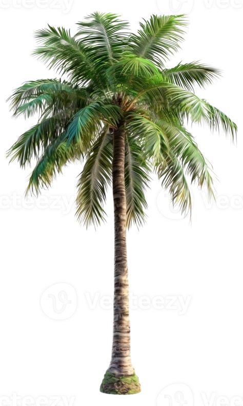 Beach Palm Tree Palm Tree Architecture, Palm Trees Aesthetic, Palm Tree Png, Gold Texture Background, Beach Scene Painting, Nature Elements, Scene Painting, Carnival Themed Party, Graphic Design Assets