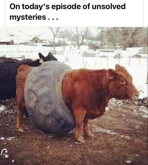 Crossfit Funny, Farm Jokes, Farm Humor, Cringe Meme, Country Jokes, Country Humor, Funny Animal Jokes, Real Funny Jokes, Animal Jokes