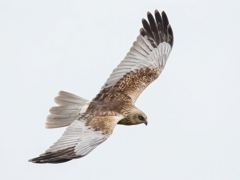 Marsh Harrier, White Caps, Big Bird, In Flight, Bird Species, Top Photo, Pet Birds, Birds, Tattoos