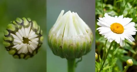 In the diverse world of flowering plants, daisies stand out for their emblematic beauty and symbolic purity. However, beyond their aesthetic appeal, certain daisy varieties offer buds that are not only edible but packed with potential health benefits. This article aims to navigate through the most common daisy species, highlighting… Common Daisy, Daisy Varieties, Daisy Painting, Liquid Fertilizer, Gerbera Daisy, Flowering Plants, Skin Healing, Fruit Trees, Daisy Flower