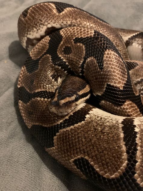 Brown Snake Aesthetic, Snake Names, Snake Terrarium, Snake Photos, Snake Tank, Colorful Snakes, Pretty Snakes, Ball Python Morphs, Snake Lovers