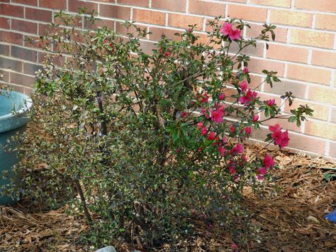 While they are generally hardy and problem free, they are occasionally bothered by pests and diseases. Click here for more. Pruning Azaleas, Azaleas Landscaping, Azalea Plant, Azaleas Care, Azalea Shrub, Azalea Bush, Plant Pests, Plant Nutrients, Plant Problems