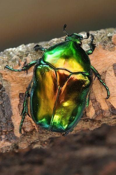 Beetle Tattoo, Green Beetle, Cool Insects, Beetle Insect, June Bug, Cool Bugs, A Bug's Life, Beetle Bug, Scarab Beetle