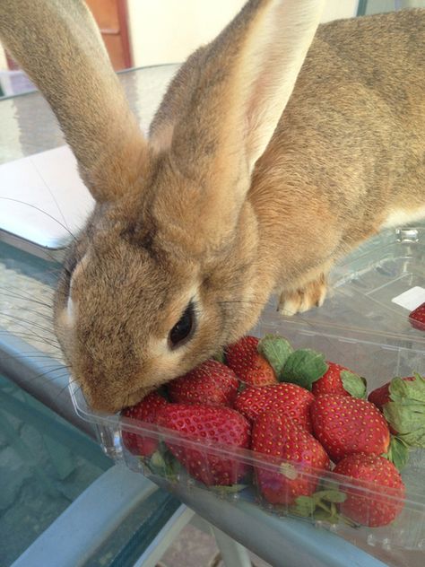 bunny! Bunny Eating, Make Easy Money Online, Cutest Bunny Ever, Animal Themed Jewelry, Rabbit Care, Kawaii Bunny, Pet Bunny, Honey Bunny