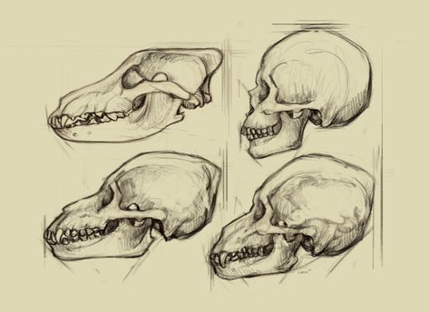 Werewolf Skull, Werewolf Anatomy, Skull Studies, Wolf Human, Wolf Skull, The Werewolf, Werewolf Art, Animal Anatomy, Skull Drawing