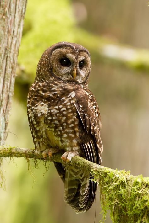 Barred Owl Photography, Northern Spotted Owl, Endangered Species Art, Spotted Owl, Owl Wings, Owl Photography, Barred Owl, Owl Photos, Owl Pictures