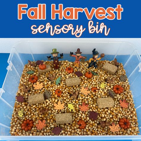 Fall Harvest Sensory Bin Harvest Sensory Bin, Jello Playdough, Fall Kindergarten Activities, Infant Toddler Classroom, Kids Sensory Activities, How To Make Jello, Fall Sensory Bin, Fall Sensory, Teaching Mama