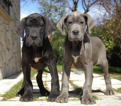 Beautiful puppies William & Waka Great Dane (Alano Tedesco) breeder Vanni Famiglia Miscano..... Two Great Danes, Working Dogs Breeds, Beautiful Puppies, Angel Babies, Great Danes, Dane Dog, Great Dane Dogs, Baby Cow