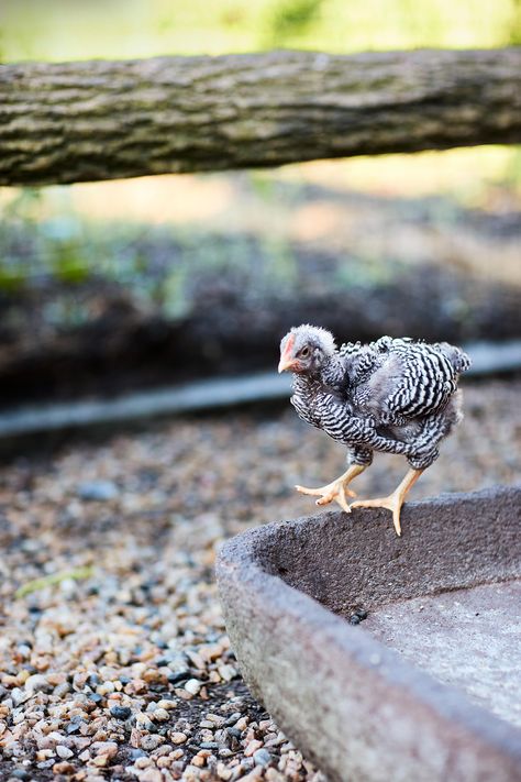 She also likes the heritage Barred Plymouth Rock, seen here. Chicken Feed For Laying Hens, Best Chicken Feed, Homemade Chicken Feed, Olive Egger Chicken, Barred Rock Chickens, Chicken Bar, Plymouth Rock Chicken, Egg Laying Hens, Olive Egger