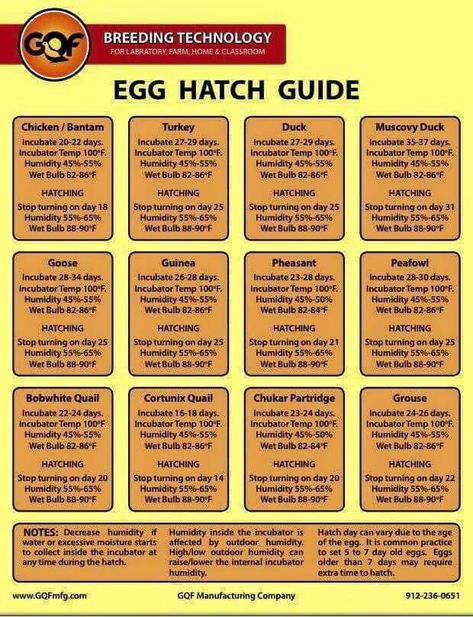 Incubating Geese Eggs | BackYard Chickens Quail Farming, Incubating Eggs, Chicken 101, Raising Turkeys, Chicken Brooder, Farm Chickens, Hatching Chickens, Chicken Incubator, Laying Chickens