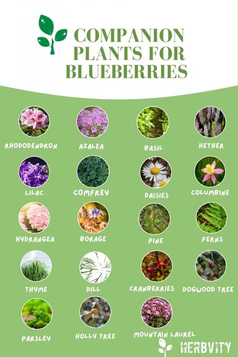 Companion Plants for Blueberries infographic Blueberry Plants Landscaping, Blueberry Bushes Landscape Backyards, What To Plant With Blueberries, Blueberry Garden Design, Blueberry Bush Companion Plants, Blueberry Companion Planting, Companion Planting Blueberries, Companion Plants For Blueberries, Grape Companion Plants