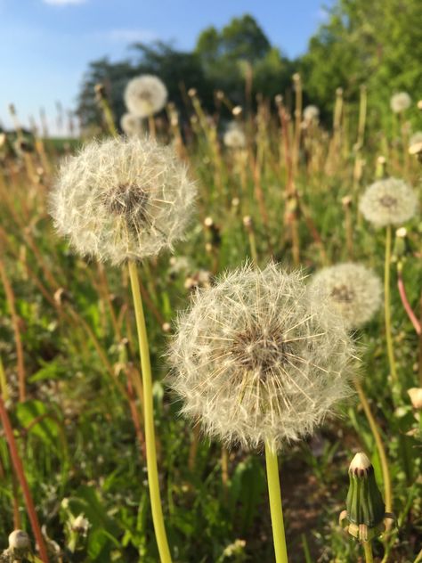 Taraxacum officinale - Löwenzahn Clarisse Mcclellan, Love Flowers, Dandelion, Flower Garden, Collage, Plants, Flowers, Pins, Quick Saves