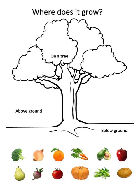 Food That Grows On Trees Preschool, Seeds Preschool, Creative Curriculum Preschool, Christmas Tree Food, Different Fruits And Vegetables, Kids Vegetables, Leaf Vegetable, Studying Food, Easy Toddler Activities