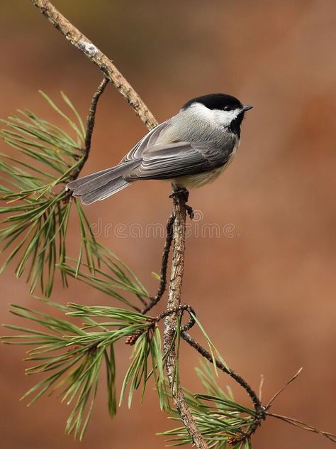 Carolina Chickadee on pine branch royalty free stock image Chickadees On A Branch, Pine Branch Illustration, Chickadee Flying, Chickadee Illustration, Chickadee Photography, Chickadee Drawing, Chickadee Photos, Mountain Chickadee, Chickadee Tattoo