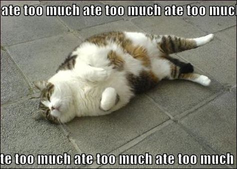 Much | Well I ate too much at Thanksgiving which is really annoying. Ate Too Much Humor, I Ate Too Much, Quotes Thanksgiving, Thanksgiving Humor, Thanksgiving Happy, Thanksgiving Funny, Thankful Thanksgiving, Cute Sweatpants, Fancy Cats