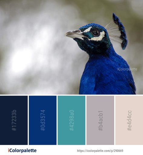 Color Palette ideas from 2161 Beak Images | iColorpalette Petroleum Color Palette, Petroleum Blue Color Palette, Ave Mateiu Color Palette, Eagle Color Palette, Magpie Color Palette, Birds Color Palette, Wildlife Color Palette, Copper Colour Palette, Blue Pallets