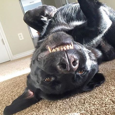 I'm not saying you have to give me a belly rub but it is Labrador Day and I have made it easy for you! 😆 #LabradorDay #bellyrub #upsidedownlab  Thank you for sharing your photo with us @jackabooboo and congratulations on the feature! 🐾 #blacklab #lab #teeth ##labradorretriever #labrador #adorable #smile #cute  To share a photo with us, use our hashtag #TalesOfALab 🐾 Husky Corgi, Labrador Yellow, Labrador Noir, Black Dogs, Black Labrador Retriever, Black Lab Puppies, Lab Dogs, Labrador Retriever Puppies, Black Labs