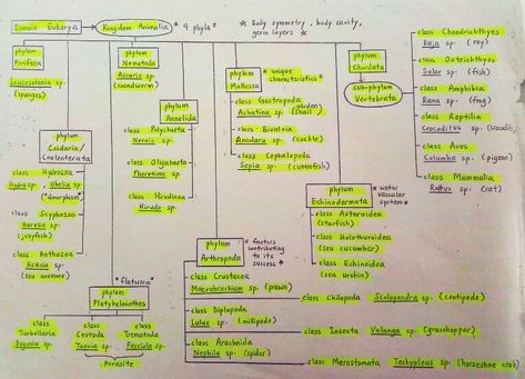 Kingdom Animalia and its phylums Biology Facts, Kingdom Animalia, Biology Notes, Notes Inspiration, Study Help, Flow Chart, Zoology, Mind Map, Science And Nature