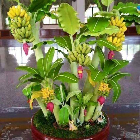 Twitter Banana Seeds, Mini Bonsai, Banana Plants, Banana Tree, Miniature Trees, Tree Seeds, Bonsai Plants, House Plants Decor, Bonsai Garden