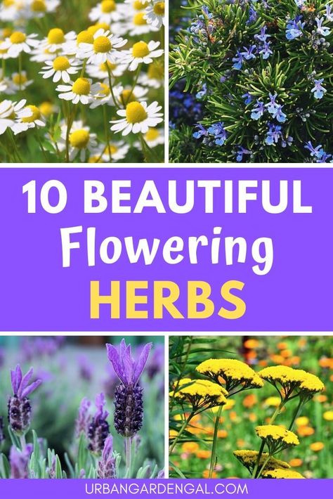 Flowering herb plants not only look good in the garden they're also useful for cooking and making herbal tea and remedies. Here are 10 flowering herbs to plant in your herb garden. #herbs #herbgarden Herbs To Plant, Flowering Herbs, Herb Plants, Outdoor Herb Garden, Spice Garden, Herb Garden In Kitchen, Medicinal Garden, Herb Garden Design, Herbal Plants