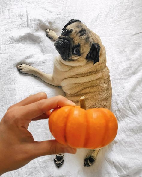 Pug Pumpkin, Doug The Pug, Baby Pic, The Pug, Pic Ideas, Puppy Love, Newborn Photography, Pug, Fur Babies