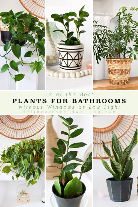 Bathrooms Plants, Household Plants, Inside Plants, Best Plants, Best Indoor Plants, Bathroom Plants, Low Light Plants, House Plants Indoor, Plant Mom