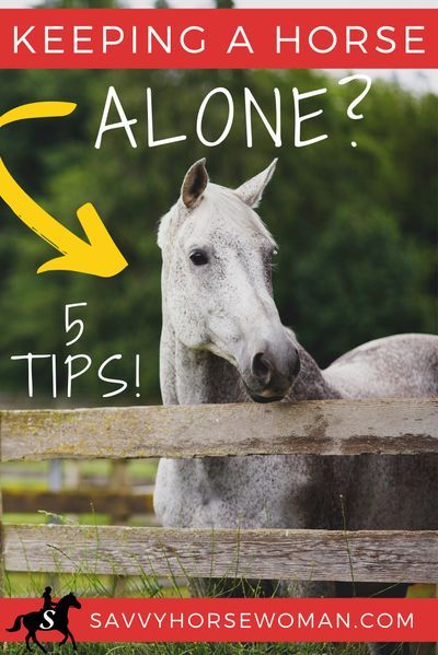 Farm Management, Horse Ownership, Horse Farm Ideas, Horse Behavior, Barn Hacks, Horse Lessons, Healthy Horses, Animal Reiki, Animal Communication