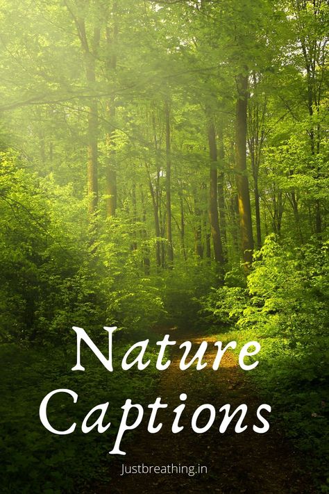 Captions for Nature Photos on Instagram and nature quotes. Best Nature Captions For Instagram, Nature Healing Quotes Inspirational, Captions For Instagram Forest, Lost In Nature Caption, Beautiful Nature Quotes Short, Foggy Forest Caption, Caption About Nature Beauty, Captions On Nature Beauty, Village Quotes Beautiful