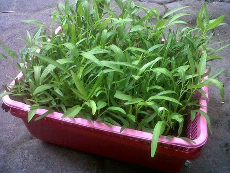 Cara Menanam Kangkung Hidroponik ~ Hidrafarm Pocket Garden, Hydro Systems, Hydroponics Diy, Farming System, Shabby Chic Flowers, Water Gardens, Water Solutions, Farm Buildings, Small Farm