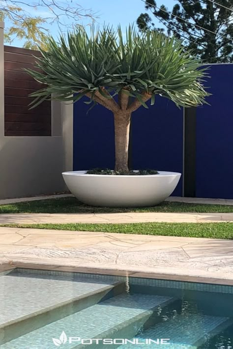 Love, Love, Love.
A favourite combination, The Maximus GRC Giant Low Bowl paired with a stunning Dragon Tree. Step-Up Renovations have done an amazing job with their choice of garden features. Poolside, we're thinking Palm Springs anyone? #potsonline #stepuprenovationsnsw #wholesalepots #factorydirectpots #giantlowbowl #grcpots #australiawidedelivery #buydirectfromthesupplier #palmspringslife Palm Springs Garden, Dracaena Draco, Large Garden Pots, Garden Landscaping Ideas, Front Garden Landscape, Potted Plants Outdoor, Modern Backyard, Outdoor Decor Backyard, Landscaping Plants