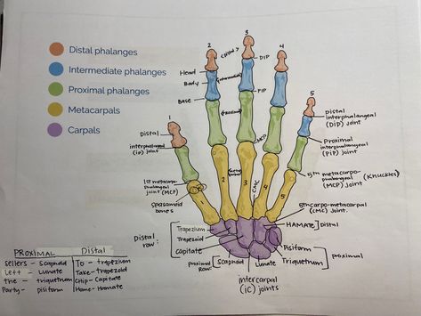 Hand anatomy, carpals, metacarpals, phalanges Carpals And Metacarpals, Metacarpals Anatomy, Phalanges Anatomy, Bones In Hand, Massage School, Basic Anatomy, Hand Anatomy, Organization Notes, Nursing School Motivation