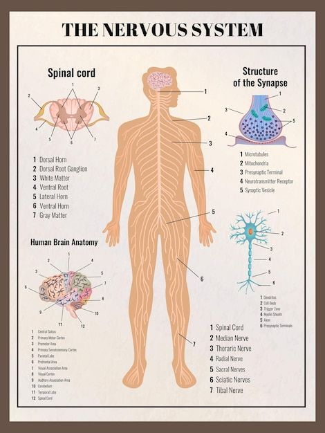 Free vector neurology poster with retro ... | Free Vector #Freepik #freevector #body-illustration #illustrations #style #body Animal Cell Anatomy, Human Brain Anatomy, Nervous System Anatomy, Anatomy Images, Median Nerve, Spinal Nerve, Infographic Elements, Brain Anatomy, Gray Matters