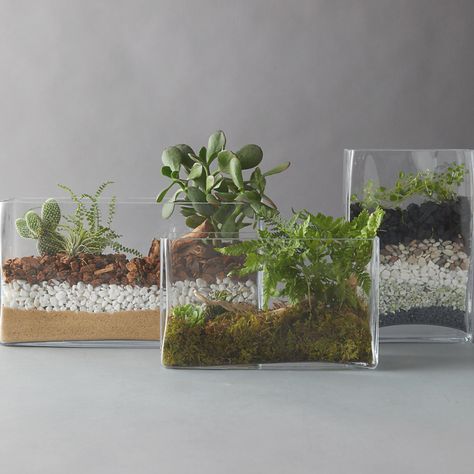 High Side Rectangle Terrarium Rectangle Terrarium, How To Grow Cactus, Succulent Terrariums, Succulent Planting, Open Terrariums, Diy Succulent Terrarium, Terrarium Supplies, Garden Plant Stand, Terrarium Ideas