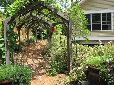 Covered Garden Walkway, Pergola Walkways, Tunnel Arbor, Trellis Gardening, Hardy Kiwi, Grape Vine Trellis, Metal Arbor, Grape Trellis, Grape Arbor