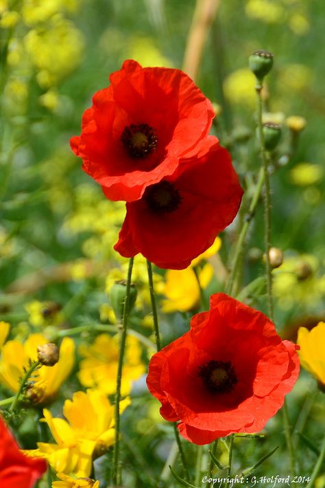 Red Poppies n Yellow Daisies in Paralimni, Famagusta District_ Cyprus Juliette Tattoo, Budget Garden Ideas, Front Yard Garden Ideas, Easy Landscaping Ideas, Yard Garden Ideas, Garden On A Budget, Yellow Poppies, Farm Flowers, Flower Places