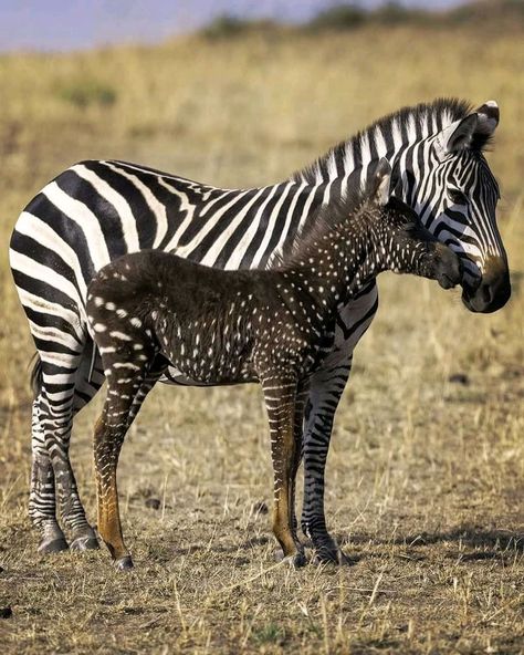 Regnul Animal, Maasai Mara, Chiba, Maasai, African Animals, Animal Wallpaper, Animal Tattoos, Nature Animals, Zebras