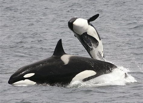 Creature Marine, Orca Whales, Marine Mammals, Killer Whales, Ocean Creatures, Marine Animals, Whale Watching, Ocean Animals, Sea Animals