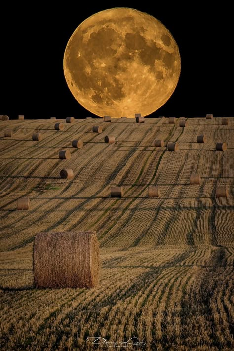 Beautiful Harvest Moon Harvest Moon Wallpaper, Moon Wallpaper Iphone, Moon Gazing, Moon Wallpaper, Hay Bales, Moon Pictures, Autumn Scenes, Beautiful Moon, Harvest Festival