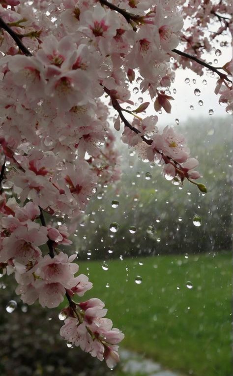 Rain And Flowers Aesthetic, Rainy Day Wallpaper, Rainy Wallpaper, Pretty Flowers Pictures, Rainy Sky, Bond Paper Design, Rain Wallpapers, Scenery Photos, Nature Wallpapers