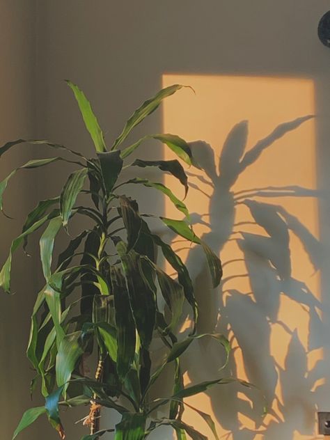 Plants Golden Hour, Plant Aesthetics, Thumbnail Ideas, Era Aesthetic, Plants Leaves, Background Ideas, Plant Aesthetic, Phone Background, Reference Photos