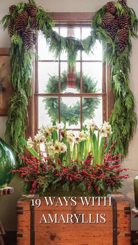 Grown indoors, an amaryllis takes 4 to 6 weeks to bloom, just in time for Christmas and New Year's if you begin forcing the bulbs now. In the meantime, enjoy FLOWER magazine's collection of arrangements featuring this holiday favorite. Amaryllis Arrangement, Amaryllis Christmas, Aesthetic Christmas Tree, Christmas Dinner Ideas, Christmas Tree Decor Ideas, Tree Decor Ideas, English Room, Christmas Flower Arrangements, Christmas Floral Arrangements