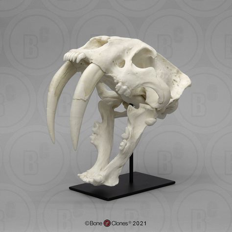 Skulls Reference, Smilodon Skull, Bone Reference, Dino Skull, Feline Anatomy, Animal Skeleton, Tiger Skull, Anatomy Bones, Skull Reference