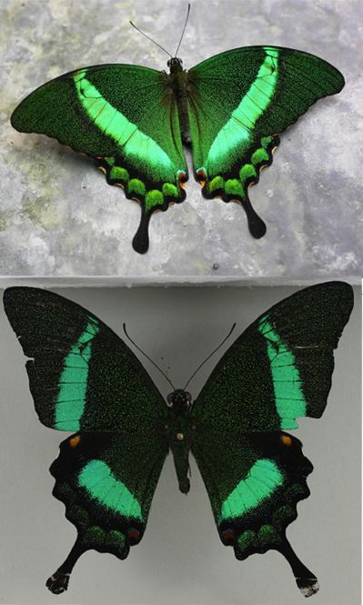 Butterflies Of The World, Green Buterfluffy, Emerald Swallowtail, Green Butterfly Photography, Green Swallowtail Butterfly, Sea Green Swallowtail Butterfly, Eastern Tailed Blue Butterfly, Most Beautiful Butterfly, Emerald Swallowtail Butterfly