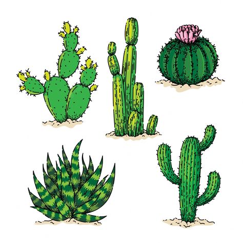 Dessert Sketch, Cactus Dessert, Cactus Images, Cactus Drawing, Pure White Background, Desert Flowers, Watercolor Cactus, Plant Drawing, Diy Watercolor