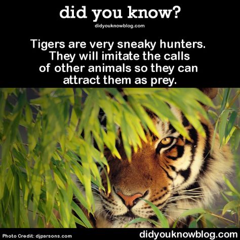 fun fact Tiger Spirit Animal, Tiger Facts, Fun Facts About Animals, Animal Facts, Animal Behavior, The More You Know, Cute Animal Pictures, Cool Pets, Animal Planet