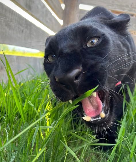 Black Panther Cat, Panther Cat, Black Panthers, A Black Cat, Lion Tiger, Cute Animal Photos, Animal Photo, Cute Photos, Cat Life