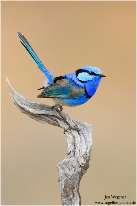 Fairy Wren Birds Photos, Birds To Paint, Blue Wren, Animals To Paint, Fairy Wren, Bird Reference, Birds Feathers, World Birds, Bird Watercolor